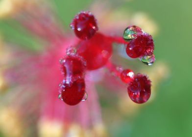 Dew drops on hibiscus