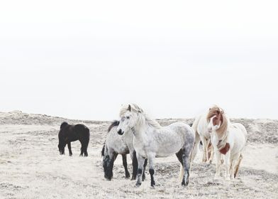 HORSES OF ICELAND 1