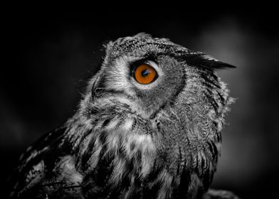 colour pop owl eye