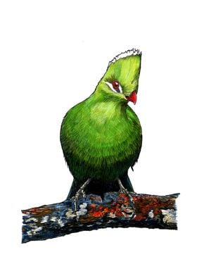 KNYSNA TURACO