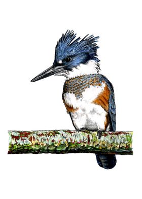 BELTED KINGFISHER