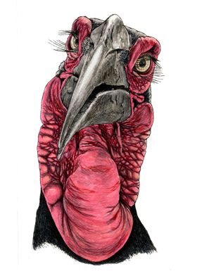 SOUTHERN GROUND HORNBILL 