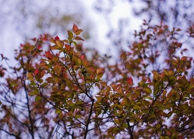 Leaves and bokeh