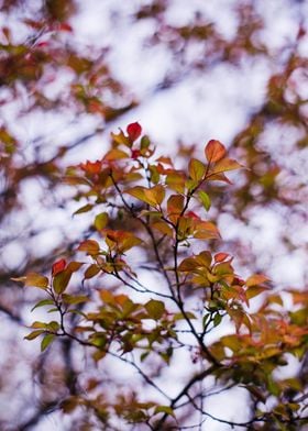 Leaves and bokeh