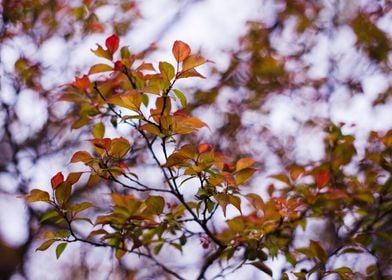 Leaves and bokeh