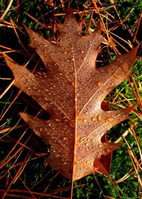 Oak leaf after the rain