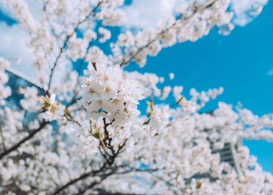 Spring in Vilnius