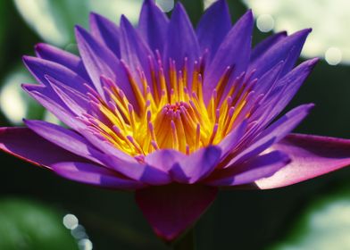 Water lily
