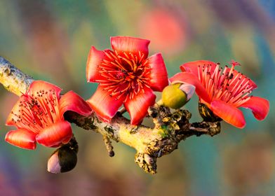 Bombax flowers