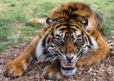 Tiger - Sangha