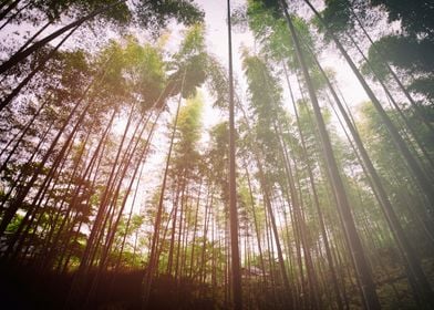 Bamboo forest landscape