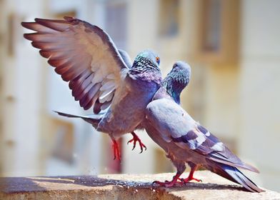 The Clash of Pigeons !!