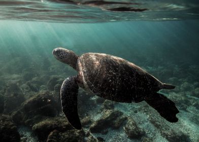Galapagos green sea turtle