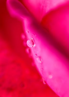 Water Droplets On petals 5