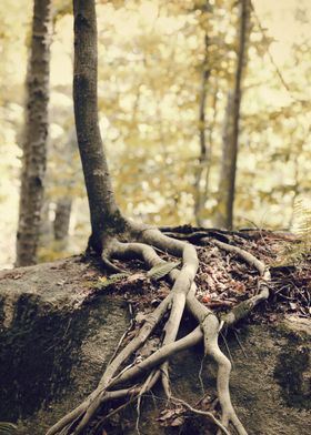 Tree Roots Over a Rock