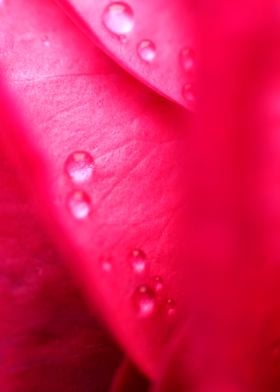 Water Droplets On petals 4