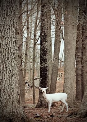 White Deer in Woodland