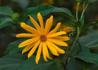 yellow flower in leaves