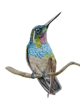 Hummingbird I