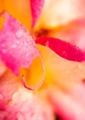 Water Droplets On petals 9