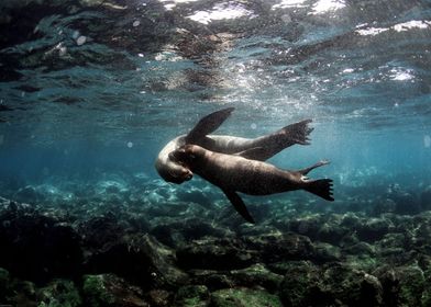 Galapagos sea lions 