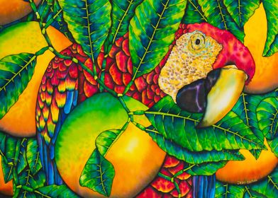 Macaw & Oranges