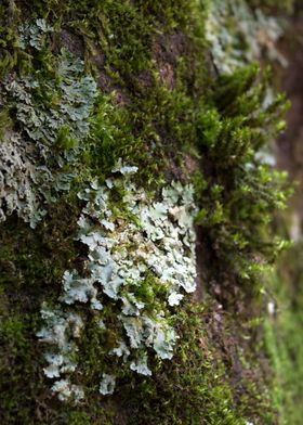 Moss Stalks