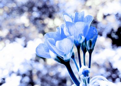 Blue Bokeh Flowers