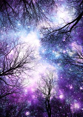 Trees Purple Blue Cosmos
