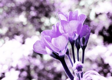 Purple Bokeh Flowers