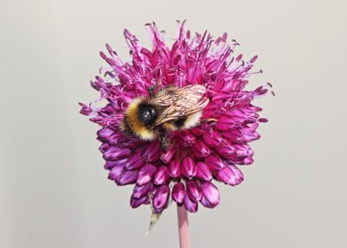 Bee Perfect by Clare Bevan