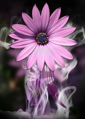 Purple Flower in the Mist