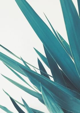 Yucca Leaves II