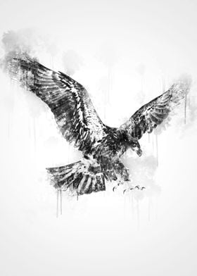 Eagle Black and White