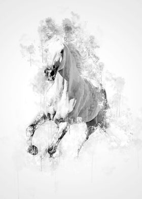 Horse Black and White