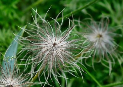 Fuzzy Flower