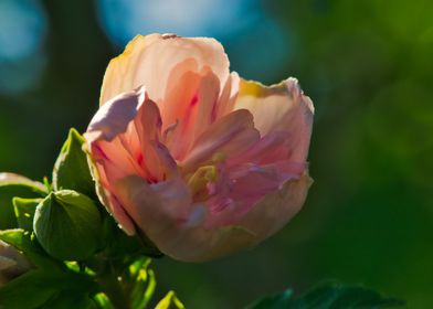 Backlit Rose of Sharon