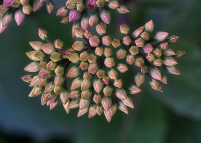 Little Pink Buds