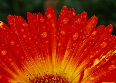 Rain Soaked Dahlia