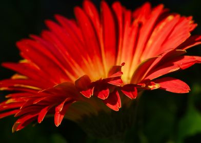 Red and Yellow Dahlia 7