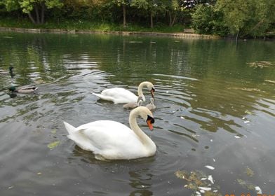 Swans & Ducks in Vale pond