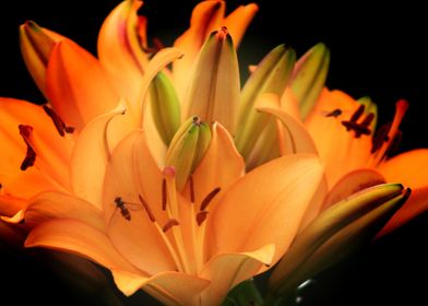 A Glow of Lilies