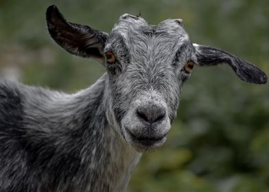Coolest Goat Ever Staring 
