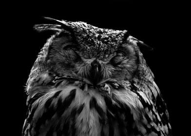 Sleepy Owl BW