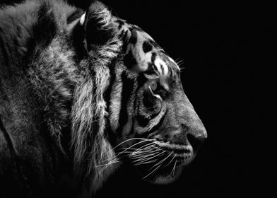 Sumatran Tiger B&W