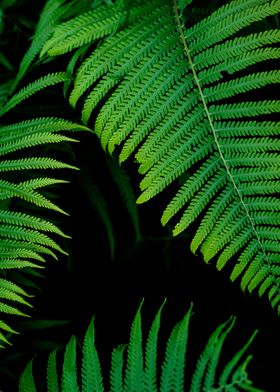 Fern leaf green foliage  