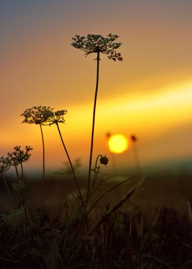 Sunset on a meadow