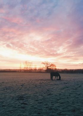 Horse Sunrise