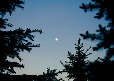 The moon in the forest