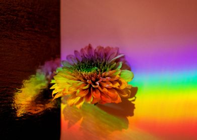 Rainbow on a flower